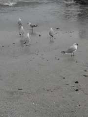 Chroicocephalus cirrocephalus