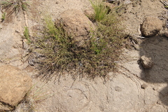 Jamesbrittenia breviflora