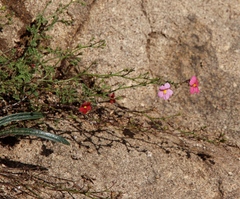 Jamesbrittenia breviflora