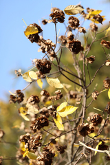 Ptelea trifoliata mollis