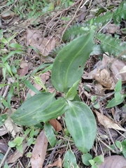 Goodyera foliosa