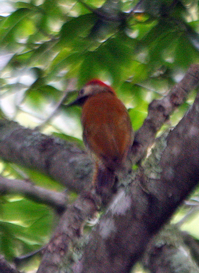Colaptes image