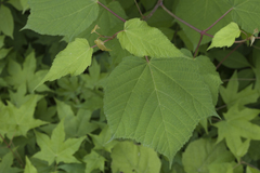 Acer tegmentosum