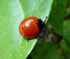 Aegithus clavicornis