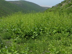 Nicotiana knightiana