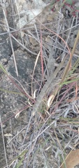 Microcoema acuminata
