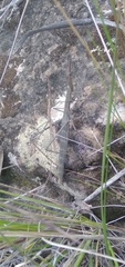 Microcoema acuminata