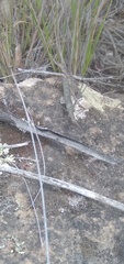 Microcoema acuminata