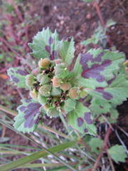Euphorbia cuphosperma