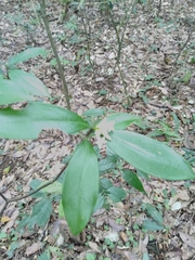 Daphne kiusiana
