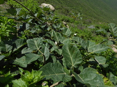 Vasconcellea candicans