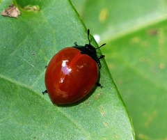 Aegithus clavicornis