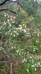 Spyridium spathulatum