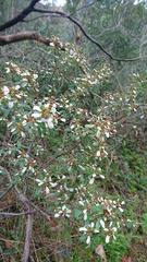 Spyridium spathulatum