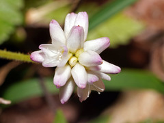 Persicaria thunbergii
