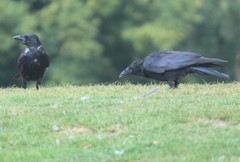 Corvus corone