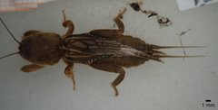 Neocurtilla