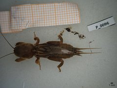 Neocurtilla