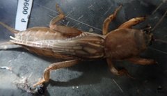 Neocurtilla