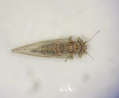 Cacopsylla