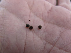 Euphorbia cuphosperma