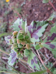 Euphorbia cuphosperma