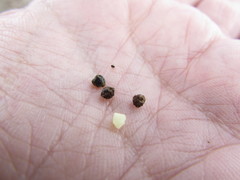 Euphorbia cuphosperma