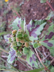 Euphorbia cuphosperma