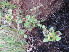 Euphorbia cuphosperma