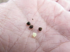 Euphorbia cuphosperma