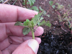 Euphorbia cuphosperma