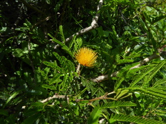 Calliandra taxifolia