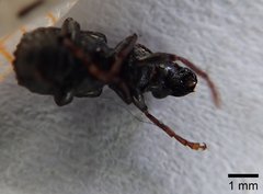 Goniocloeus