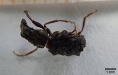 Goniocloeus