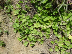 Dichondra microcalyx