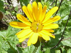 Viguiera weberbaueri