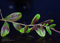 Mycosphaerella stemmatea