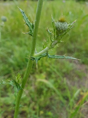Cirsium
