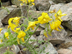 Solanum peruvianum