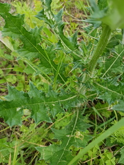 Cirsium