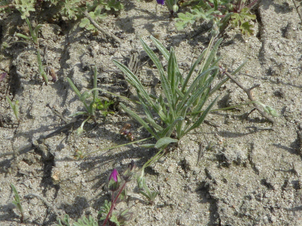 Plantago limensis