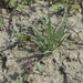 Plantago limensis - Photo (c) danplant, some rights reserved (CC BY-NC), uploaded by danplant