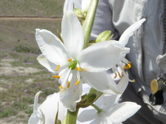 Trihesperus glaucus