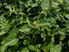 Alternanthera pubiflora