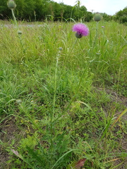 Cirsium