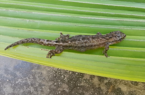 Chiang Mai Dwarf Gecko