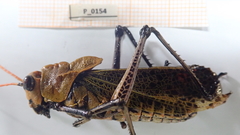 Taeniopoda varipennis