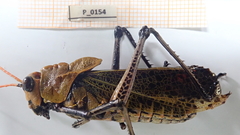 Taeniopoda varipennis