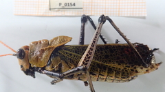 Taeniopoda varipennis