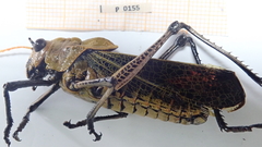 Taeniopoda varipennis